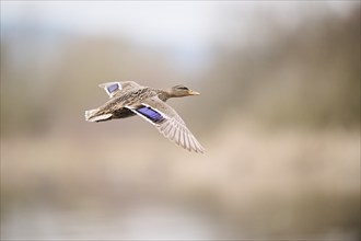 Wild duck (Anas platyrhynchos) female, flying, Bavaria, Germany, Europe