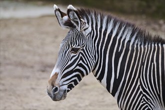 Grévy's zebra (Equus grevyi), portrait, Germany, Europe