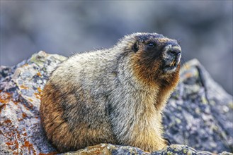 Portrait at a Hoary marmot (Marmota caligata) sitting on rocks in the canadian rockies Banff