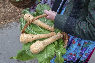 Horseradish (Armoracia rusticana) in a basket, held by a farmer's wife in traditional Franconian