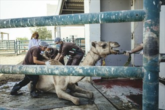 Camel slaughter (halal), Salalah slaughterhouse, Dhofar, Oman, Asia