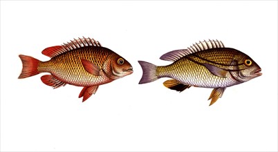 Fish, fishes, left: Anthia japonicus, der japanische Rötling, the japanes Grunt. right: genus of