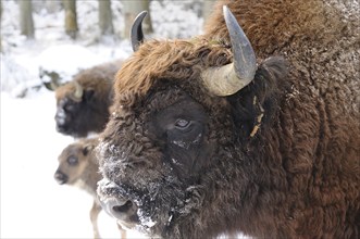 Bison in a snowy forest, bison (Bos bonasus), Bavarian Forest National Park, Bavaria