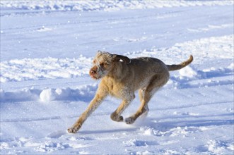 Dog running at full speed over snow-covered ground, expression of freedom, Drahthaarvizsla or