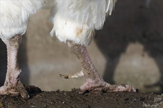 Close-up of dirty chicken legs on a floor, domestic chicken (Gallus gallus domesticus), Franconia