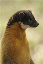 An upright marten with yellow fur, coloured marten (Martes flavigula), captive, Germany, Europe