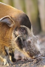 Close-up of a curious pig with distinctive bristly hair, brush-eared pig (Potamochoerus porcus),