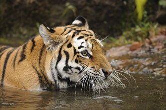 Tiger in shallow water observing the surroundings, Siberian tiger (Panthera tigris altaica),