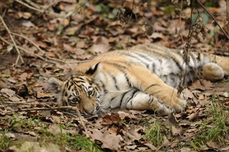 A tiger cub lies relaxed between dry leaves in the forest, Siberian tiger (Panthera tigris