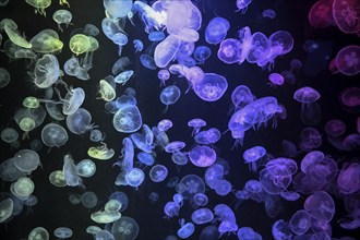 Box jellyfish (Aurelia aurita) in a tank of the Bang Saen Aquarium, Chonburi Province, Thailand,