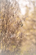 Blue tit (Cyanistes caeruleus) hanging in dried branches, looking for food, autumn, incidence of