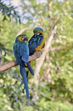 Yellow-breasted Macaw (Ara ararauna) Colombia