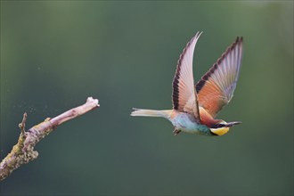 Bee-eater in flight (Merops apiaster) Lower Saxony, Germany, Europe