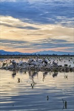 Dalmatian pelicans (Pelecanus crispus) on an island in Lake Kerkini, Lake Kerkini, dawn, Central