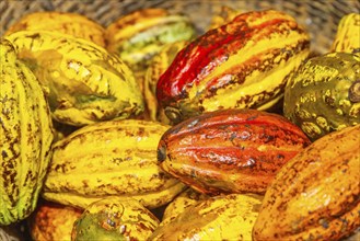 Harvested cocoa fruits in a basket, cocoa (Theobroma cacao), Costa Rica, Central America