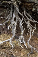 Free-standing roots in rock face, La Gomera, Canary Islands, Spain, Europe