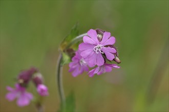 Red campion (Silene dioica), close-up of a flower in a meadow, Wilnsdorf, North Rhine-Westphalia,