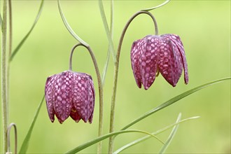 Snake's Head Fritillary (Fritillaria meleagris), two flowers in a meadow, inflorescence, early