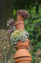 Houseleek (Sempervivum) in clay pots, North Rhine-Westphalia, Germany, Europe