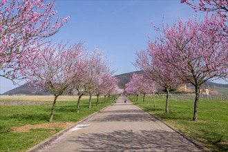 Almond tree blossom, almond tree (Prunus dulcis), Siebeldingen, German Wine Route, also Southern