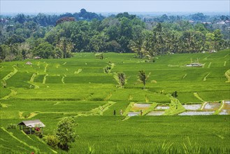 Jatiluwih, rice terrace, rice, agribusiness, agriculture, export, tourism, travel, landscape,