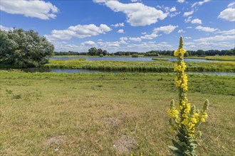 Mullein (Verbascum phlomoides), Steinhorst Basin, nature reserve, nature, Ems, tourism, landscape,