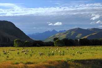 Flock of sheep, Otago, South Island New Zealand, Otago, South Island, New Zealand, Oceania