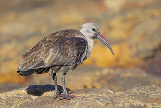 Hagedash, Hadada Ibis, (Bostrychia hagedash), Ibis, Table Mountain National Park Cape of Good Hope