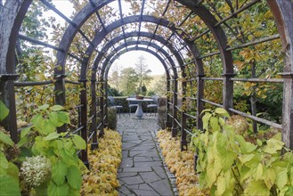 Old cottage garden with vines, trees and pergola. Landscape design with hedges, trimmed bushes