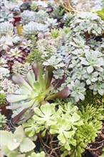 Various types of succulent in flower pots in the greenhouse. Closeup, selective focus