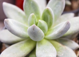 Beautiful succulent plant in greenhouse. Closeup, floral patterns, selective focus