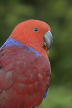 New Guinea noble parrot (Eclectus polychloros, Eclectus roratus polychloros), female, captive,