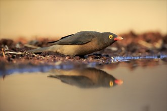 Red-billed oxpecker (Buphagus erythrorhynchus), adult, at the water, alert, Kruger National Park,