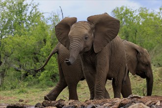 African elephant (Loxodonta africana), young animal, at the water, Kruger National Park, Kruger