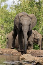 African elephant (Loxodonta africana), young animal, drinking, at the water, Kruger National Park,