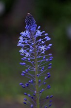 Merwilla (Merwilla), asparagus plant (Asparagaceae), flowering, flower, in spring, Kirstenbosch