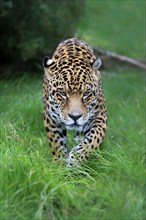 Jaguar (Panthera onca), adult alert, stalking, running, portrait, South America