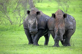 White rhino, white rhino (Ceratotherium simum), adult, male, Sabi Sabi Game Reserve, Kruger