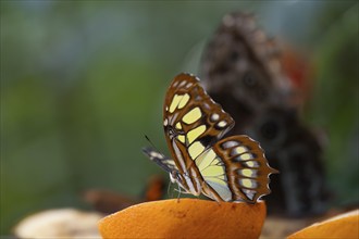 Malachite butterfly (Siproeta stelenes), butterfly sucking liquid from a halved orange, the wings