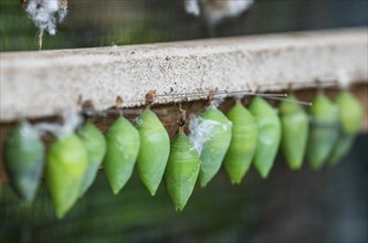 Row of green cocoons with needles attached to a wooden frame, butterflies, Butterfly House,