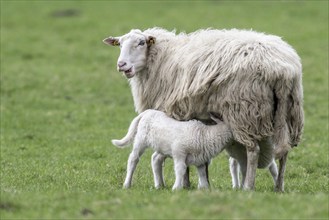 Bentheimer Landschaf with lamb (Ovie gmelini aries), Emsland, Lower Saxony, Germany, Europe