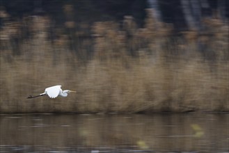 Great egret (Ardea alba) flying elegantly over the water surface, migrating, Hesse, Germany, Europe