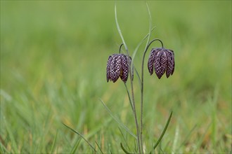 Snake's head fritillary (Fritillaria meleagris), Emsland, Lower Saxony, Germany, Europe