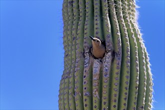 Gila woodpecker (Melanerpes uropygialis), adult, female, looking out of breeding cavity, Saguaro