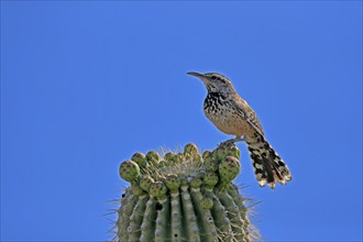 Cactus wren (Campylorhynchus brunneicapillus), adult, on saguaro cactus, Sonoran Desert, Arizona,