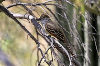 Brown-crested Tyrant, (Myiarchus tyrannulus brachyurus), adult, in perch, foraging, Sonoran Desert,