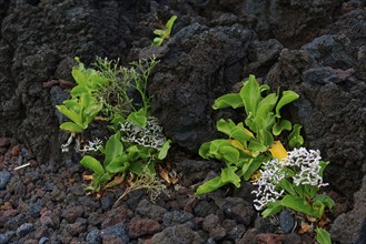 Plants growing on black lava rocks, surrounded by scattered vegetation and white flowers, A Porta