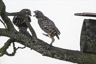 Little owls (Athene noctua), feeding young animals, Emsland, Lower Saxony, Germany, Europe