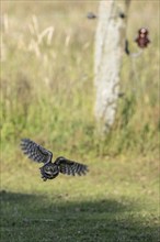 Little owl (Athene noctua), flying, Emsland, Lower Saxony, Germany, Europe