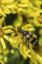 Leptura annularis (Leptura annularis) on ragwort (Jacobaea vulgaris), Emsland, Lower Saxony,